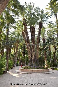 19 ELCHE HUERTO DEL CURA (113)